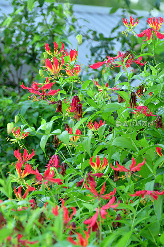 Gloriosa/火焰百合/攀缘百合/荣耀百合